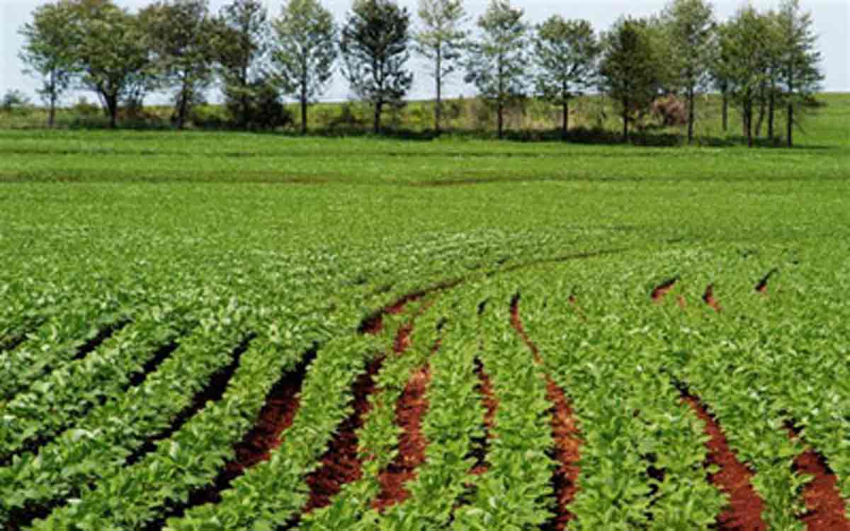 agricultura.jpg agricultura.jpg
