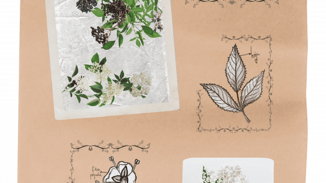 Ilustración de la planta sauco. | Mayka García y Noelia García Ilustración de la planta sauco. | Mayka García y Noelia García