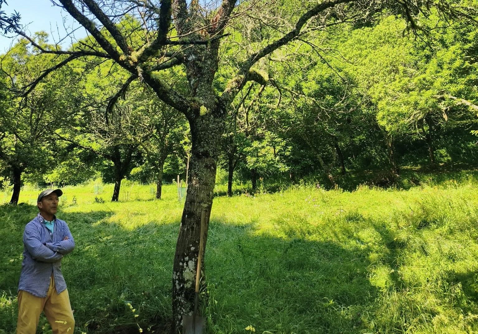 Peña al lado de uno de sus castaños.