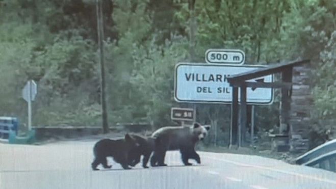 Hace escasas semanas, varios osos fueron grabados paseando por Villarino del Sil, en el mismo municipio.
