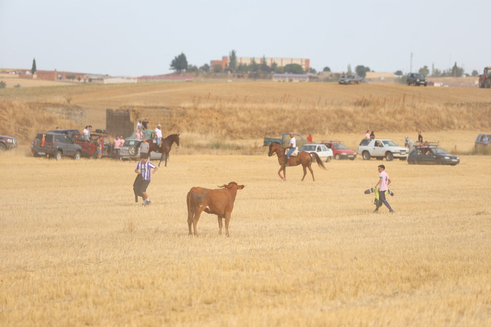 El tradicional encierro campestre de Valderas, en imágenes