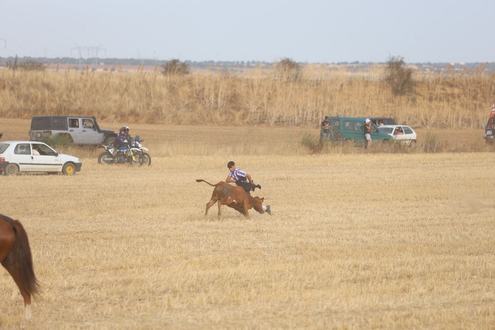 El tradicional encierro campestre de Valderas, en imágenes