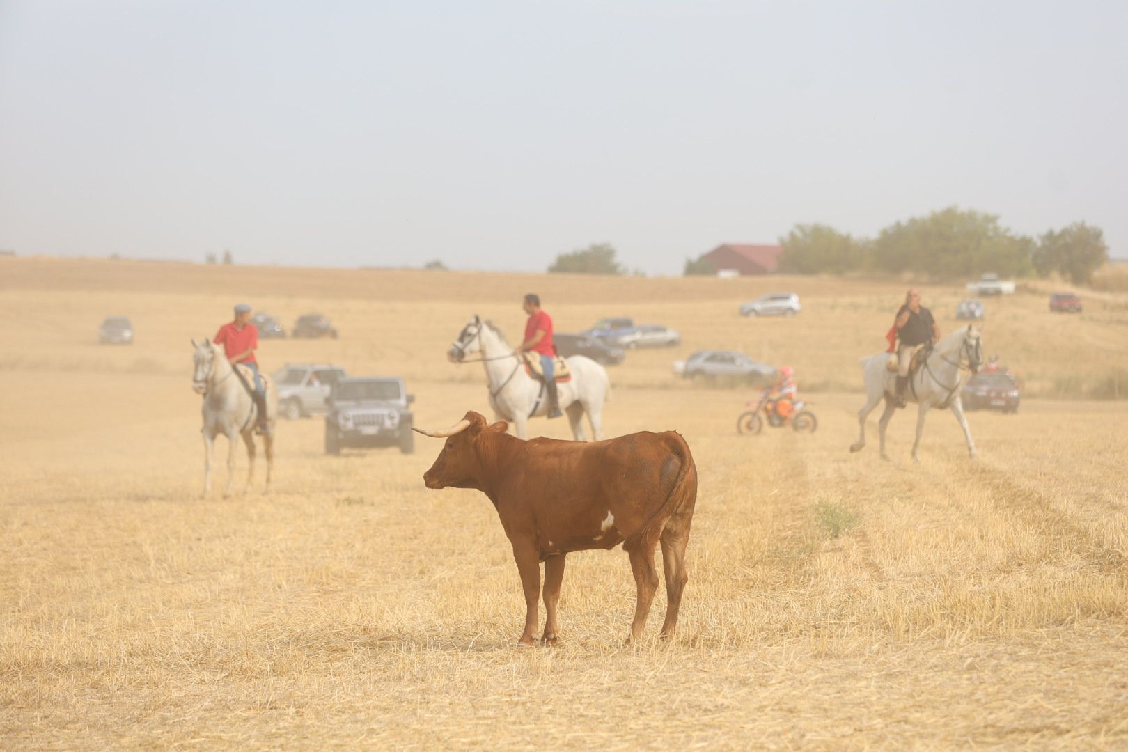 El tradicional encierro campestre de Valderas, en imágenes 