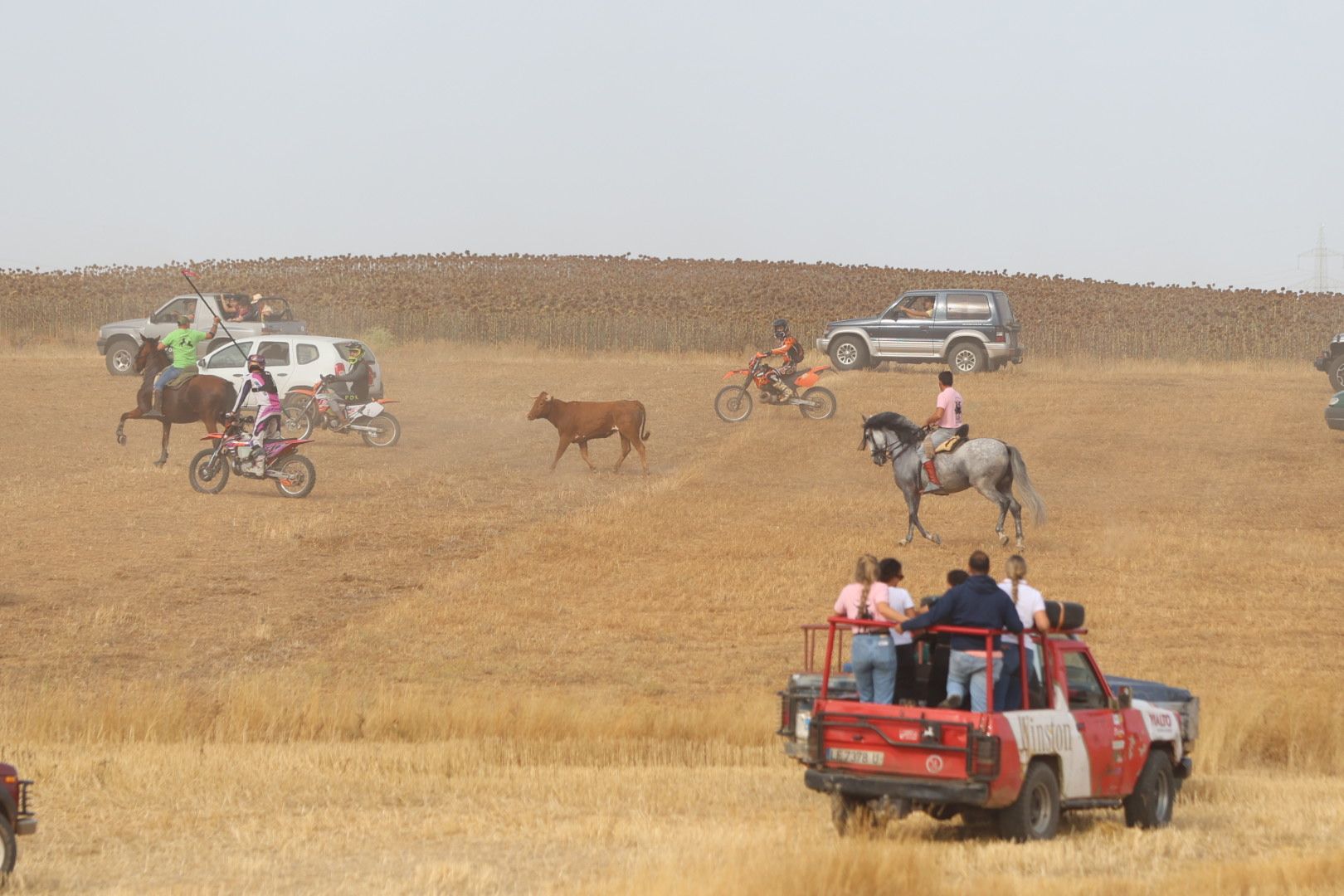 El tradicional encierro campestre de Valderas, en imágenes 