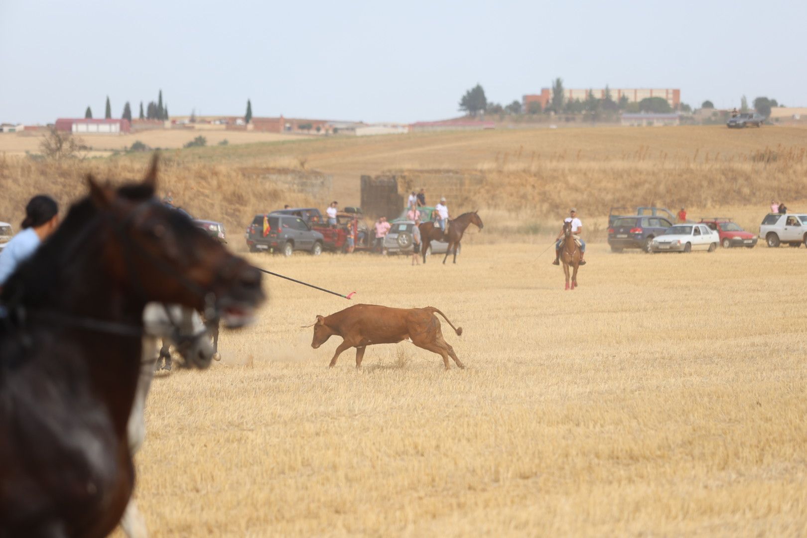 El tradicional encierro campestre de Valderas, en imágenes 