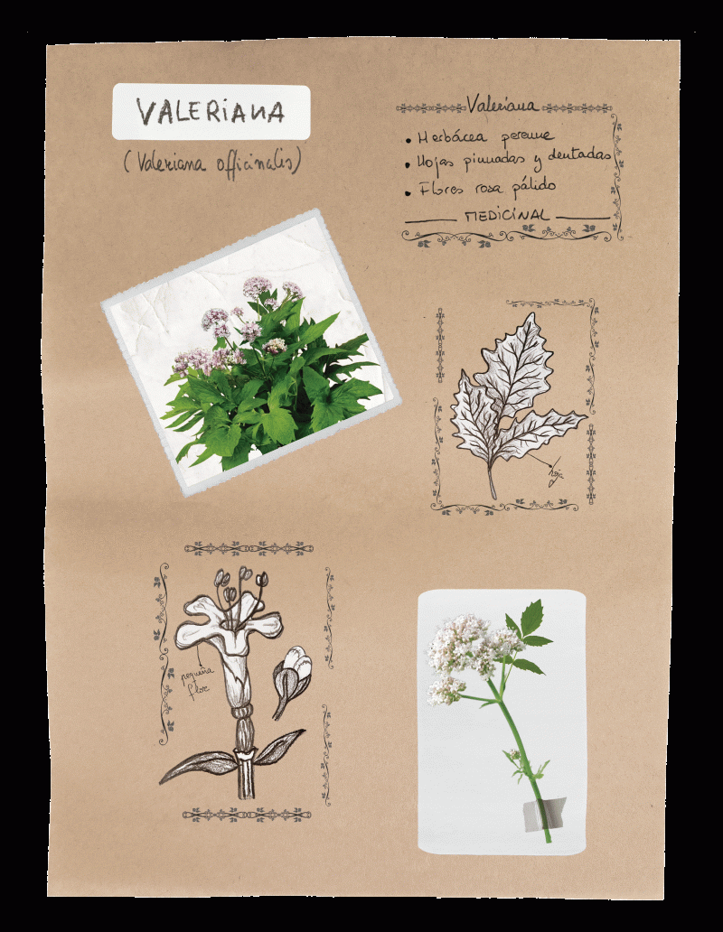 VALERIANA 2. | Mayka García y Noelia García VALERIANA 2. | Mayka García y Noelia García