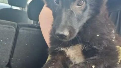 Fotos compartidas por la Protectora de los perros de Portilla de la Reina.(1)