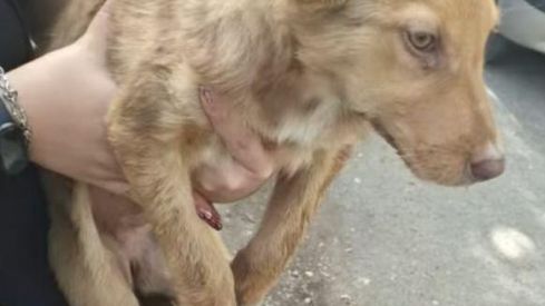 Fotos compartidas por la Protectora de los perros de Portilla de la Reina.(4)