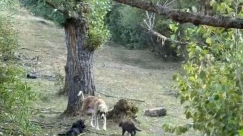 Fotos compartidas por la Protectora de los perros de Portilla de la Reina.(2)