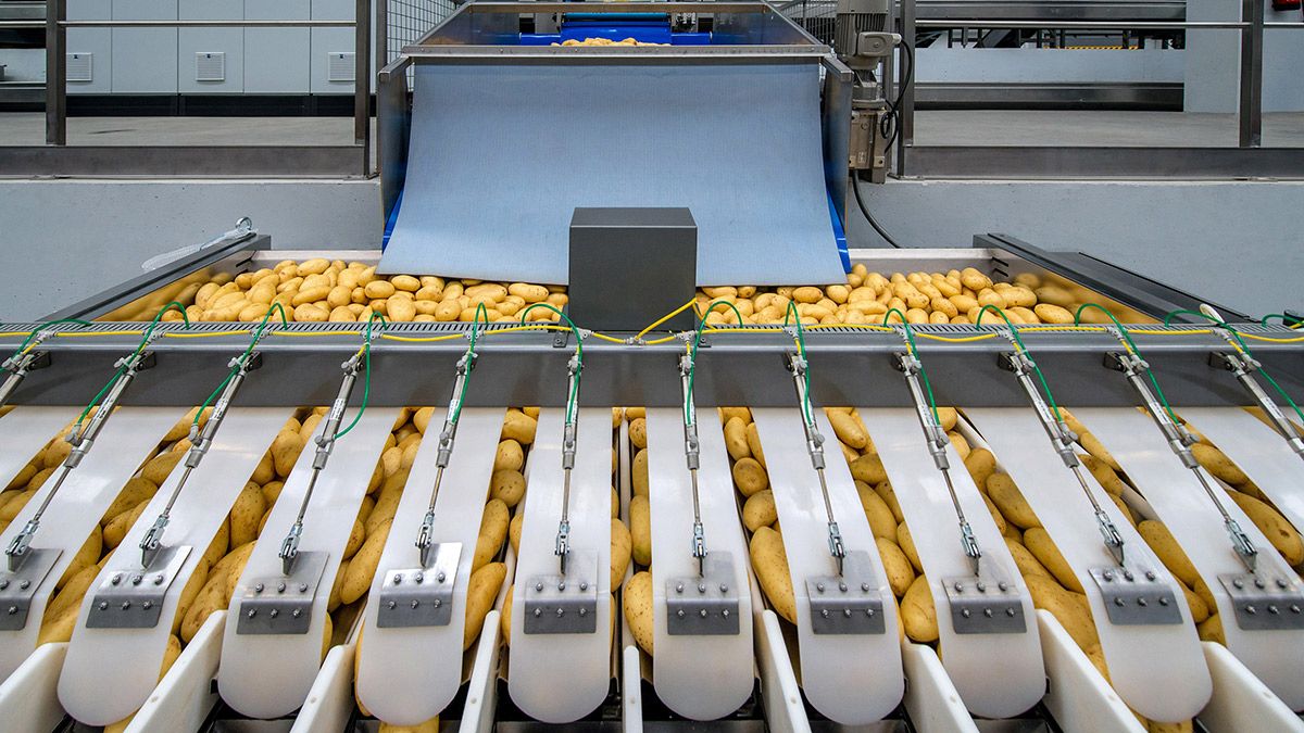 Una de las pesadoras de patatas instaladas en las instalaciones de Patatas Hijolusa.