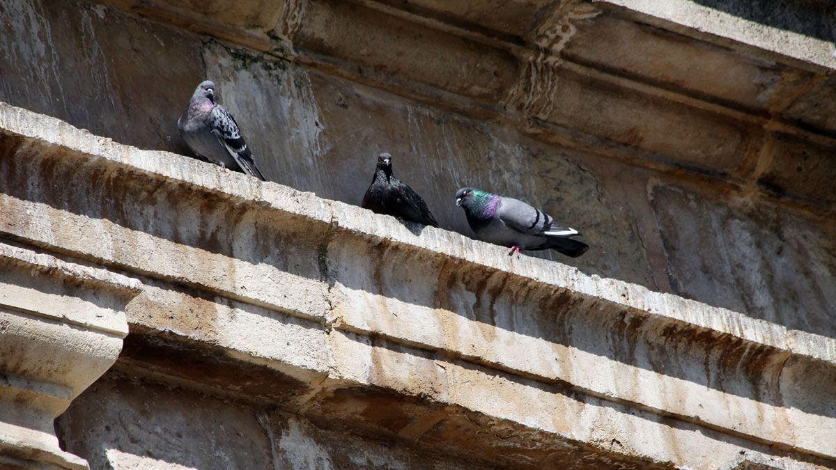 palomas-1-2.jpg palomas-1-2.jpg