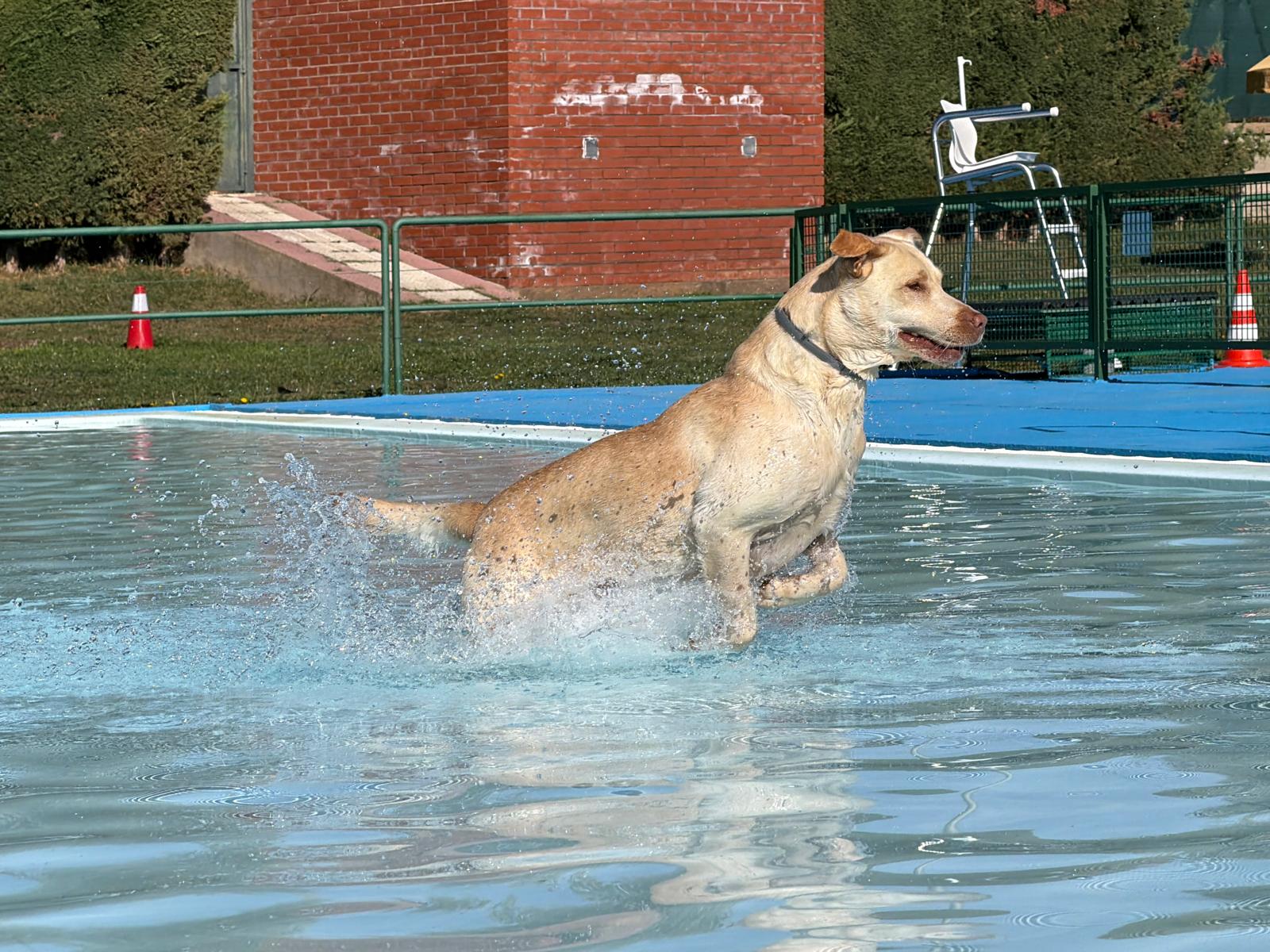 Un 'chapuzón' canino en las piscinas de Villaquilambre 