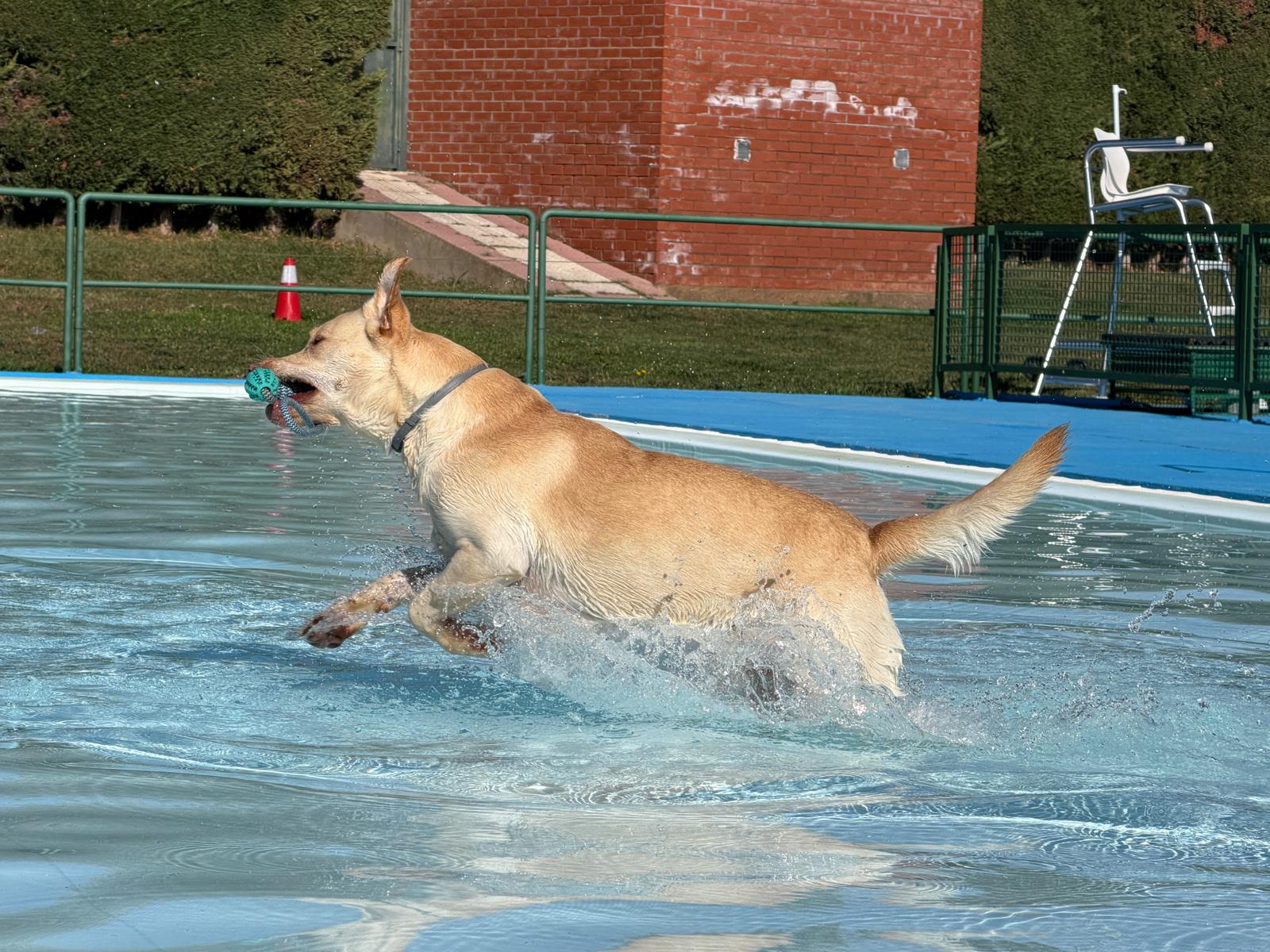 Un 'chapuzón' canino en las piscinas de Villaquilambre