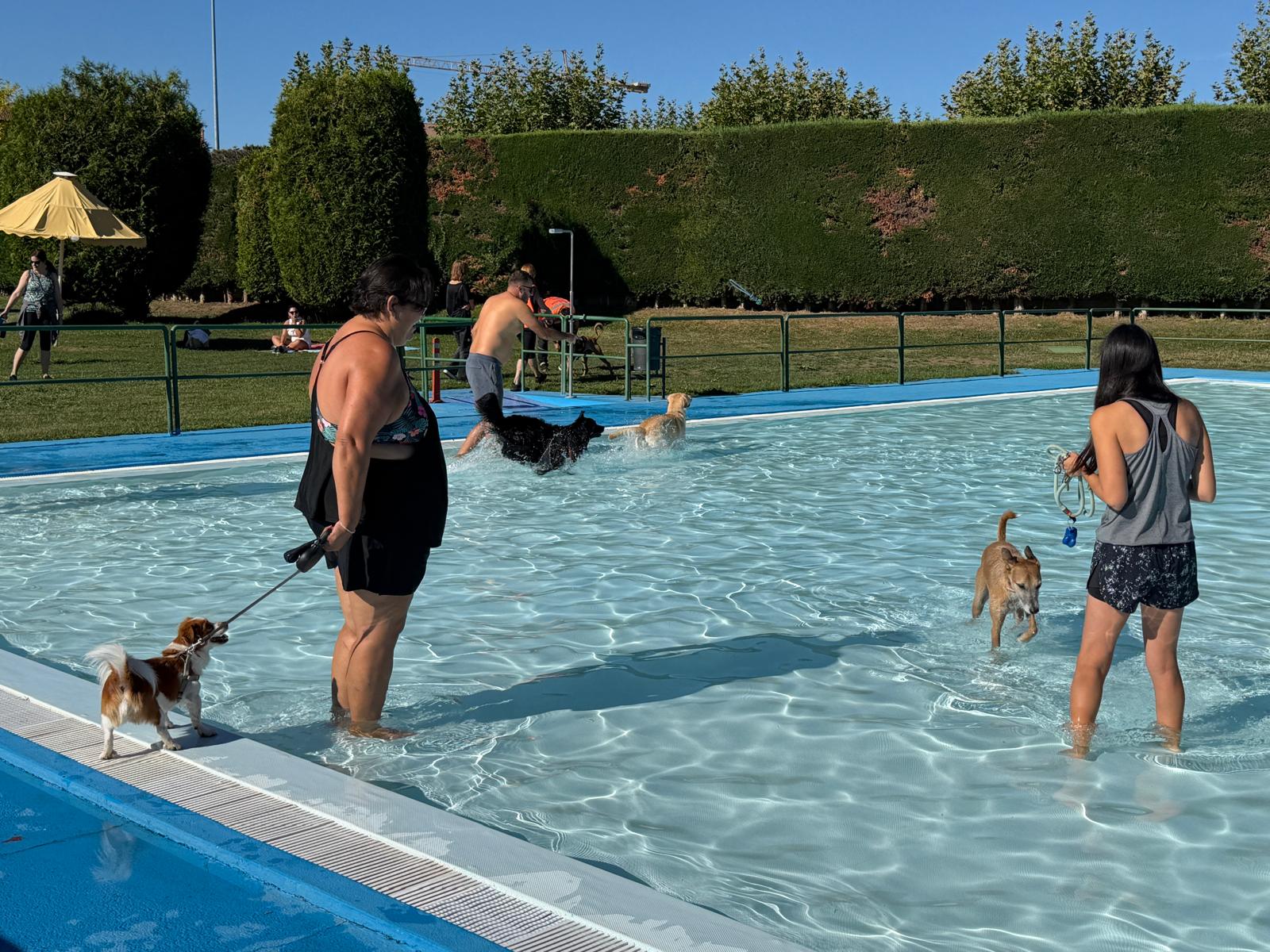 Un 'chapuzón' canino en las piscinas de Villaquilambre 