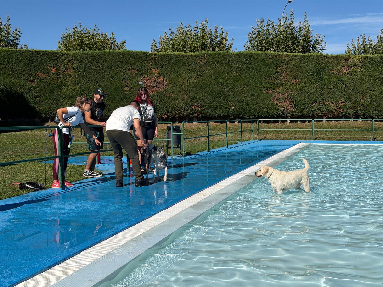 Un 'chapuzón' canino en las piscinas de Villaquilambre