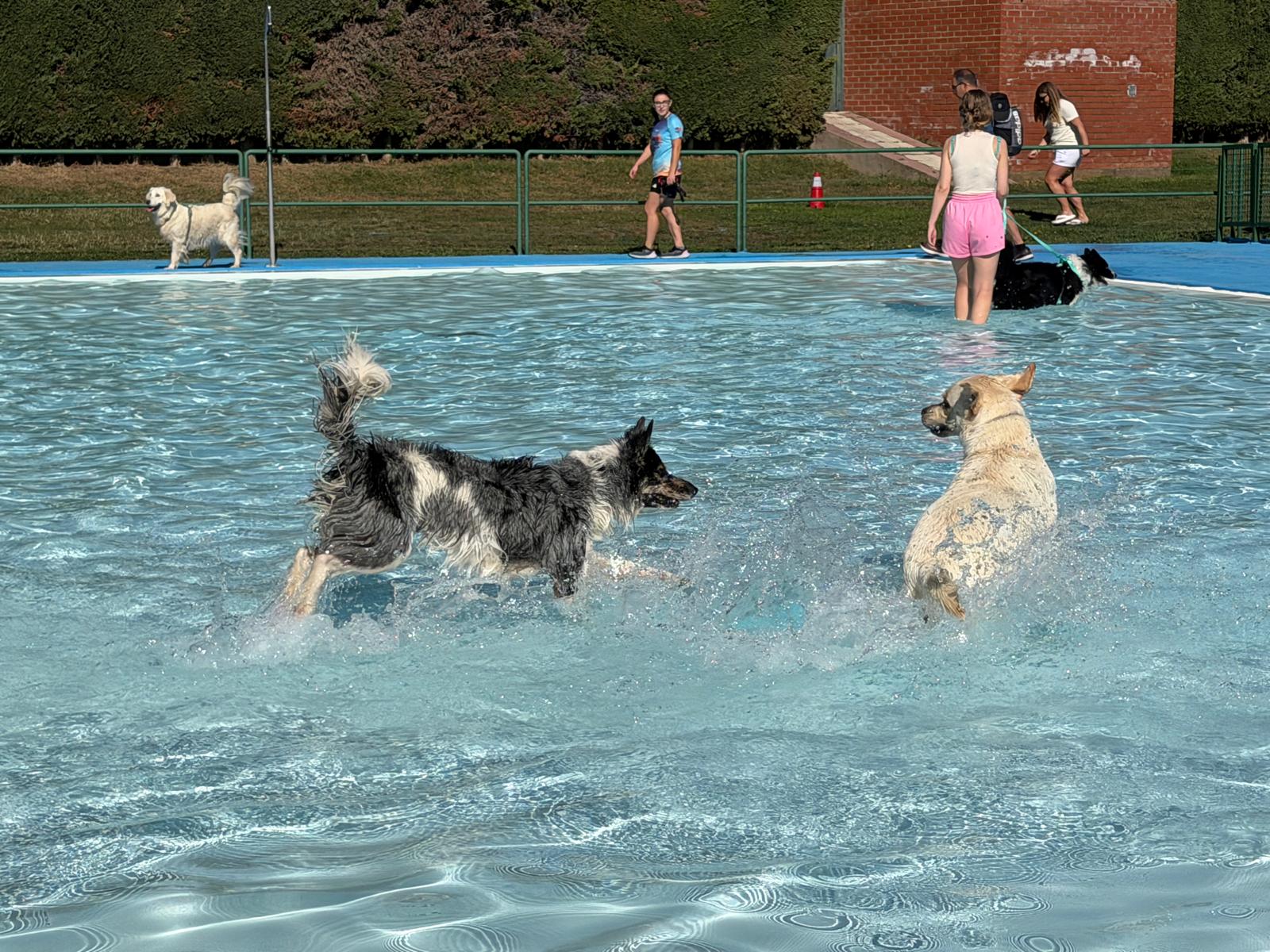 Un 'chapuzón' canino en las piscinas de Villaquilambre 