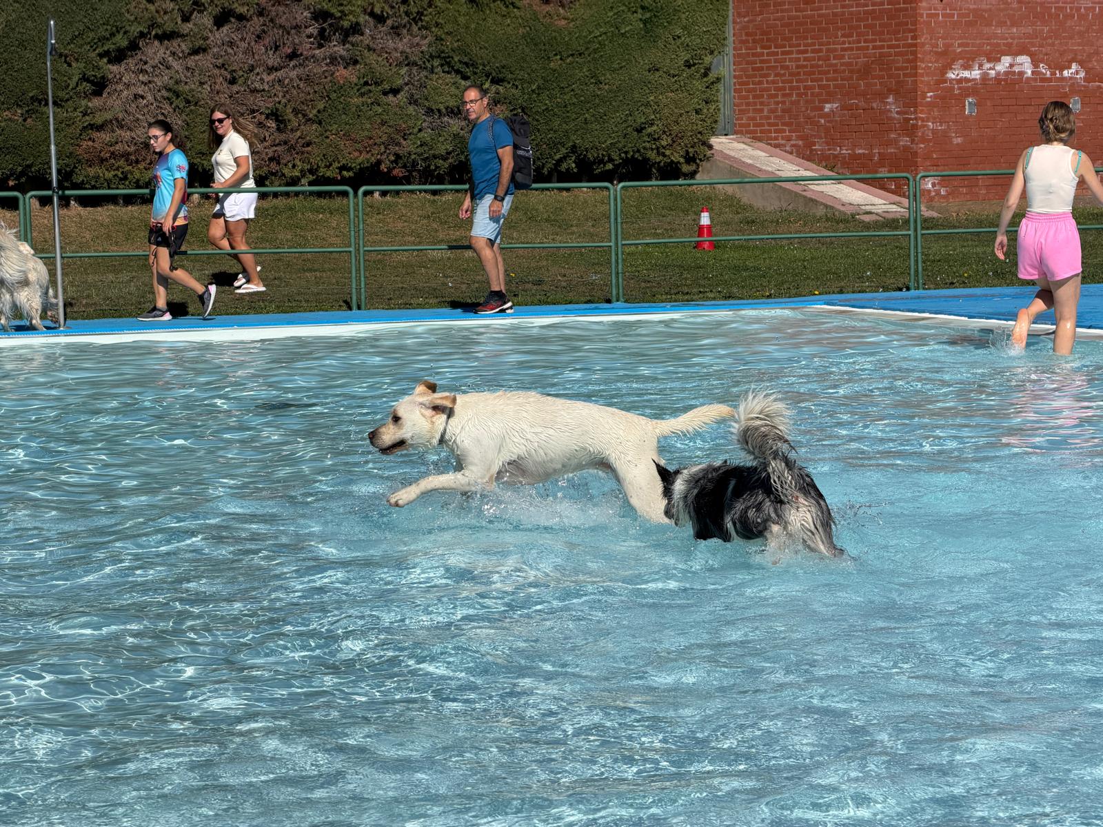 Un 'chapuzón' canino en las piscinas de Villaquilambre 