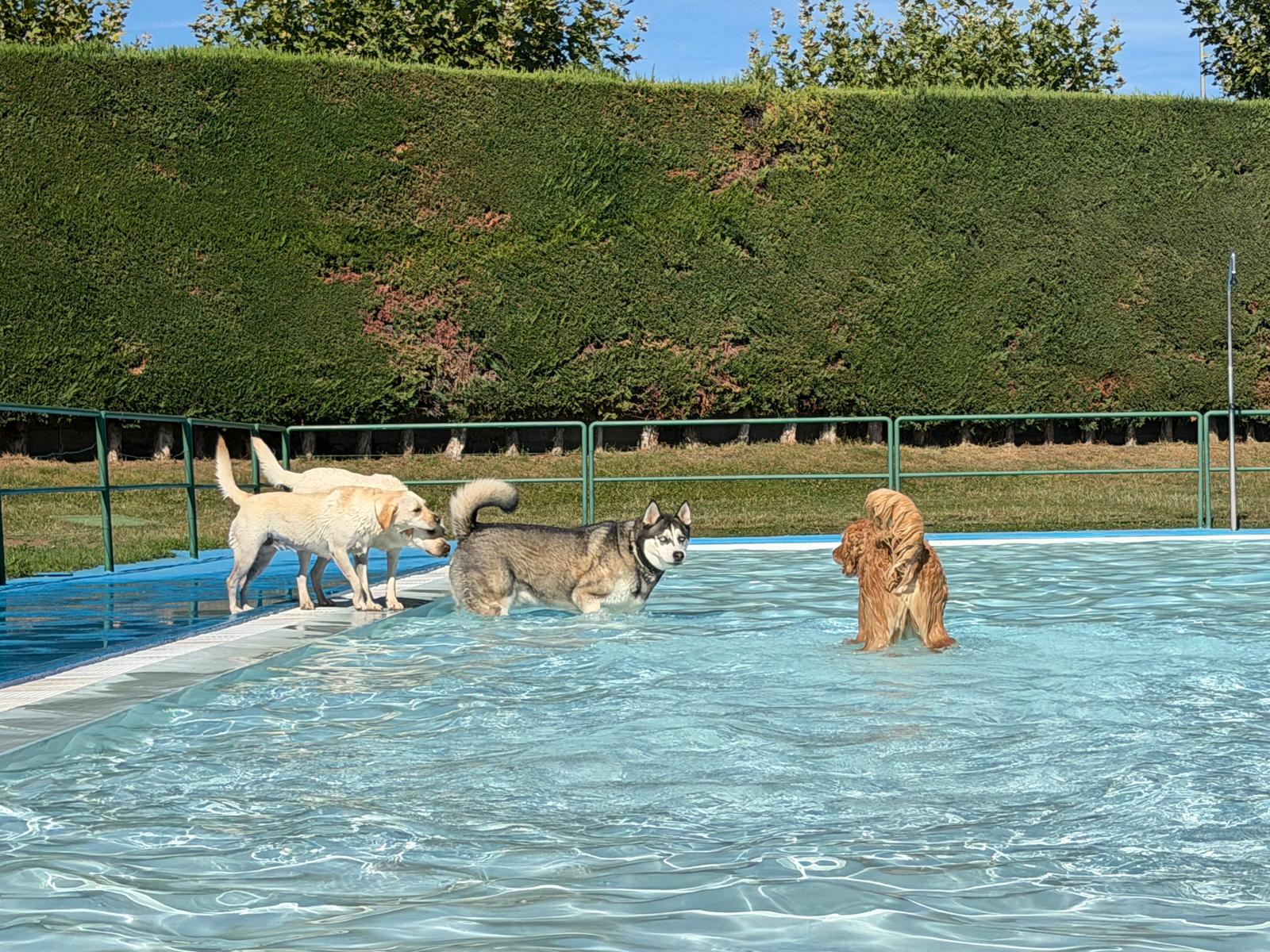 Un 'chapuzón' canino en las piscinas de Villaquilambre 