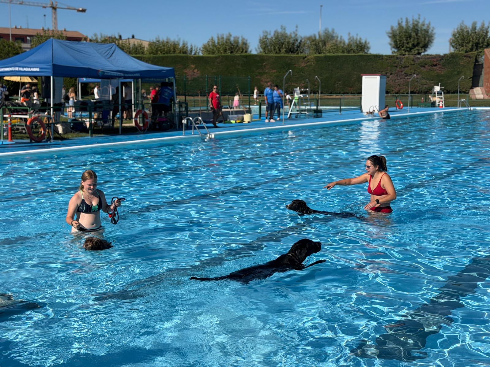 Un 'chapuzón' canino en las piscinas de Villaquilambre 