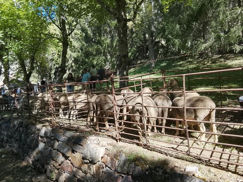 Ganado, pastoreo, concurso en torno al perro mastín y un variado mercado. ESTEFANÍA NIÑO (4)