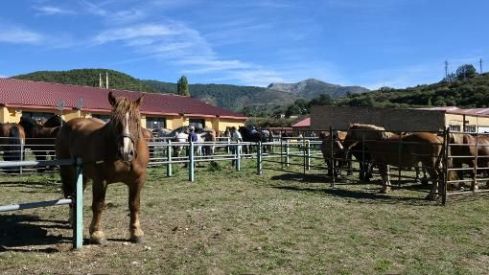 Puebla de Lillo convirtió su cita ganadera en una jornada de encuentro y tradición. GIOVANNI CAMPOS (3) Puebla de Lillo convirtió su cita ganadera en una jornada de encuentro y tradición. GIOVANNI CAMPOS (3)