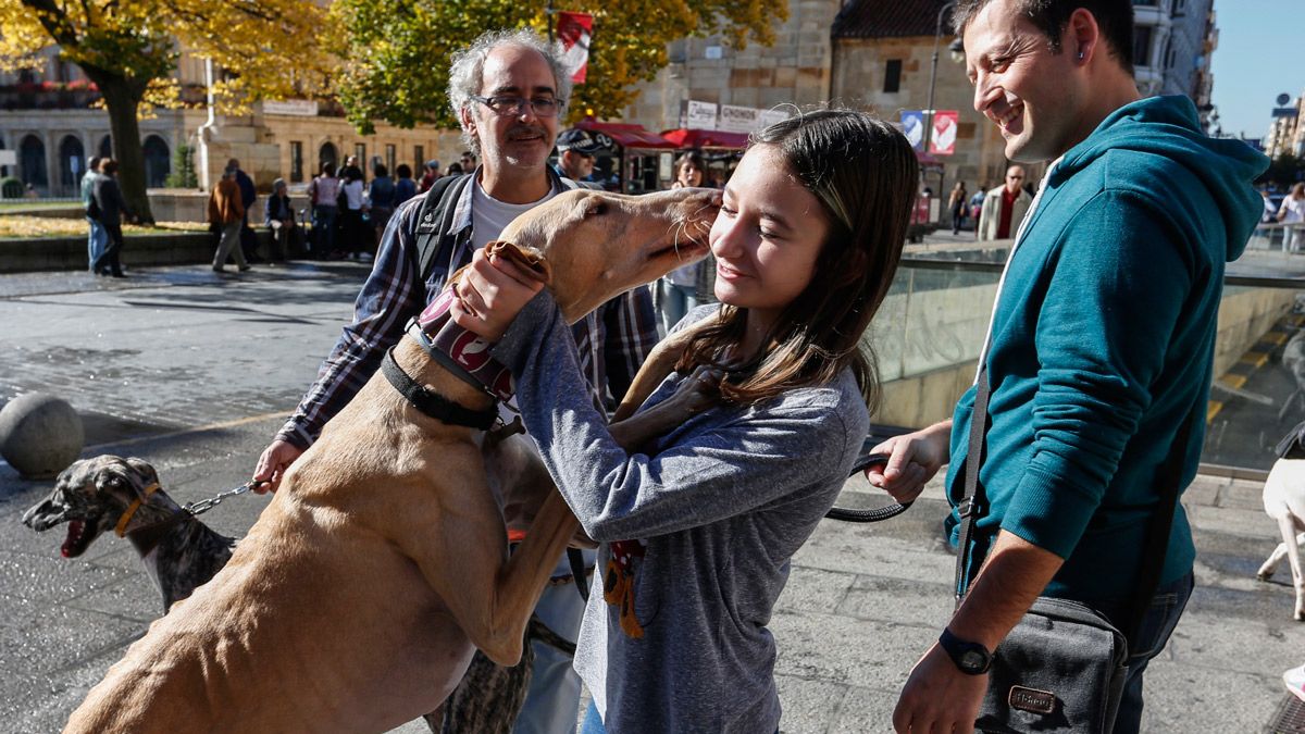 Concentración de galgos adoptados en el centro de la capital leonesa. | IMÁGENES: CARLOS S. CAMPILLO (ICAL)