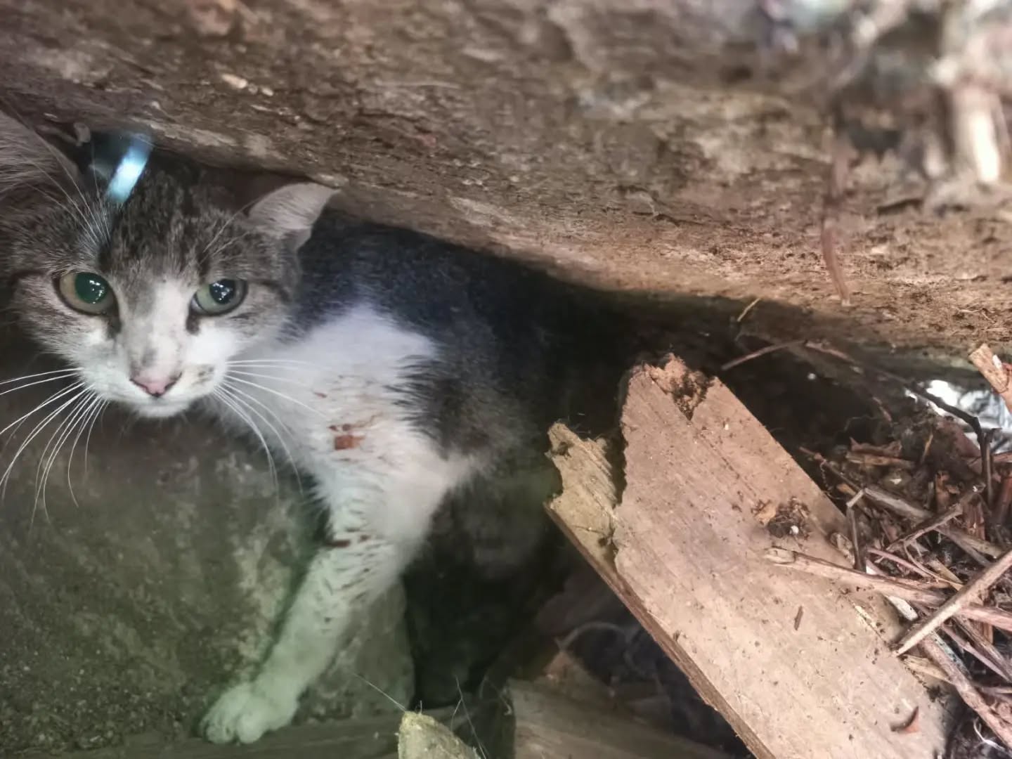 Star, la gata localizada gravemente herida tras recibir dos disparos de perdigones en Villaobispo. | El Carro de Freya