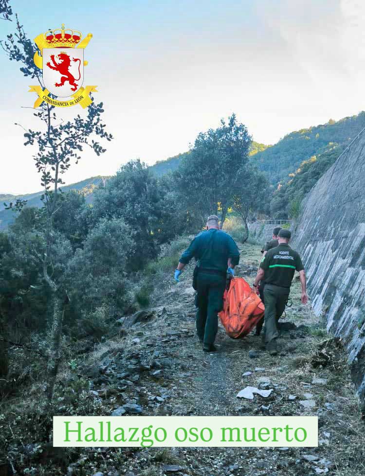 Traslado del cadáver del osezno. | GUARDIA CIVIL