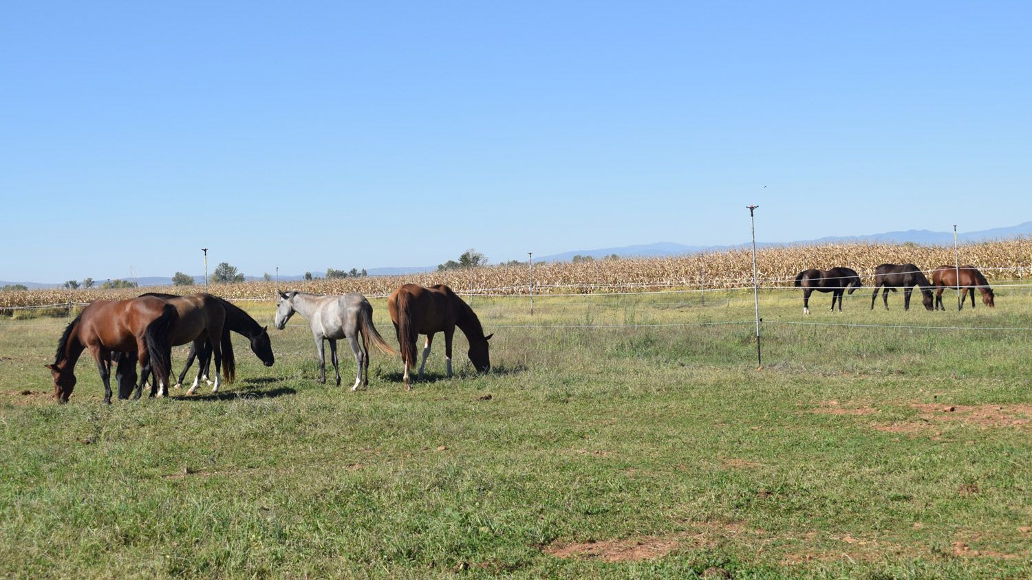 Los animales de 'La Villa del Caballo' alimentándose con la estampa de los maíces al fondo. | A. RODRÍGUEZ Los animales de 'La Villa del Caballo' alimentándose con la estampa de los maíces al fondo. | A. RODRÍGUEZ