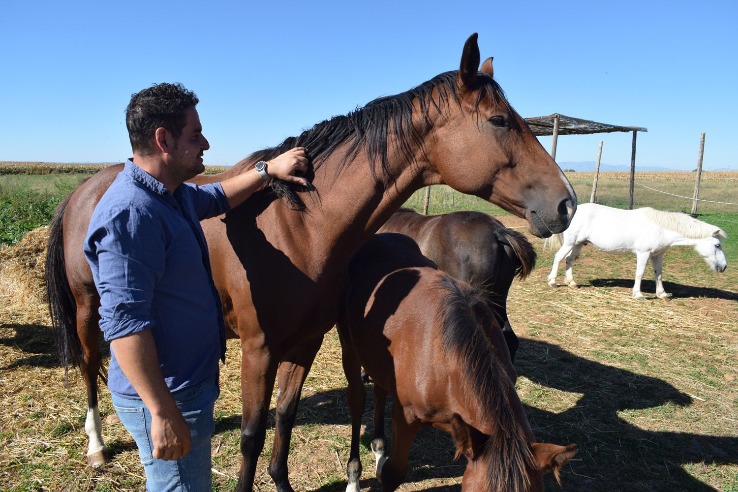 Bruno acariciando a uno de los caballos. | A. RODRÍGUEZ Bruno acariciando a uno de los caballos. | A. RODRÍGUEZ