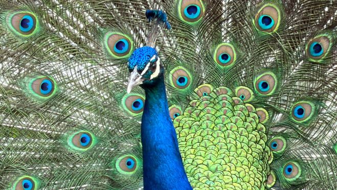Uno de los ejemplares de pavo real sacando a relucir su imponente cola Uno de los ejemplares de pavo real sacando a relucir su imponente cola