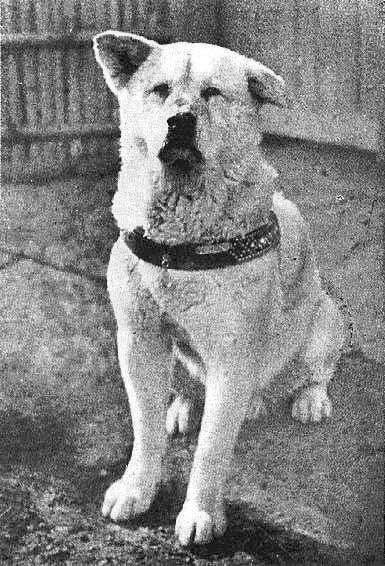 Hachikô, conocido como el perro leal hasta más allá de la muerte Hachikô, conocido como el perro leal hasta más allá de la muerte