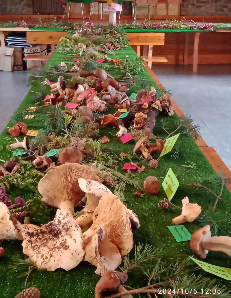 Las jornadas incluyen salida al monte, y exposición y clasificación de las setas recogidas. | L.N.C.
