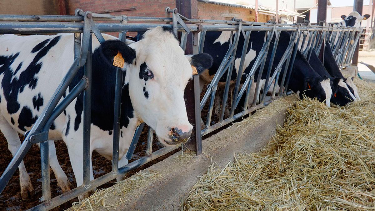 Imagen de una explotación ganadera de vacuno de leche en León. | DANIEL MARTÍN