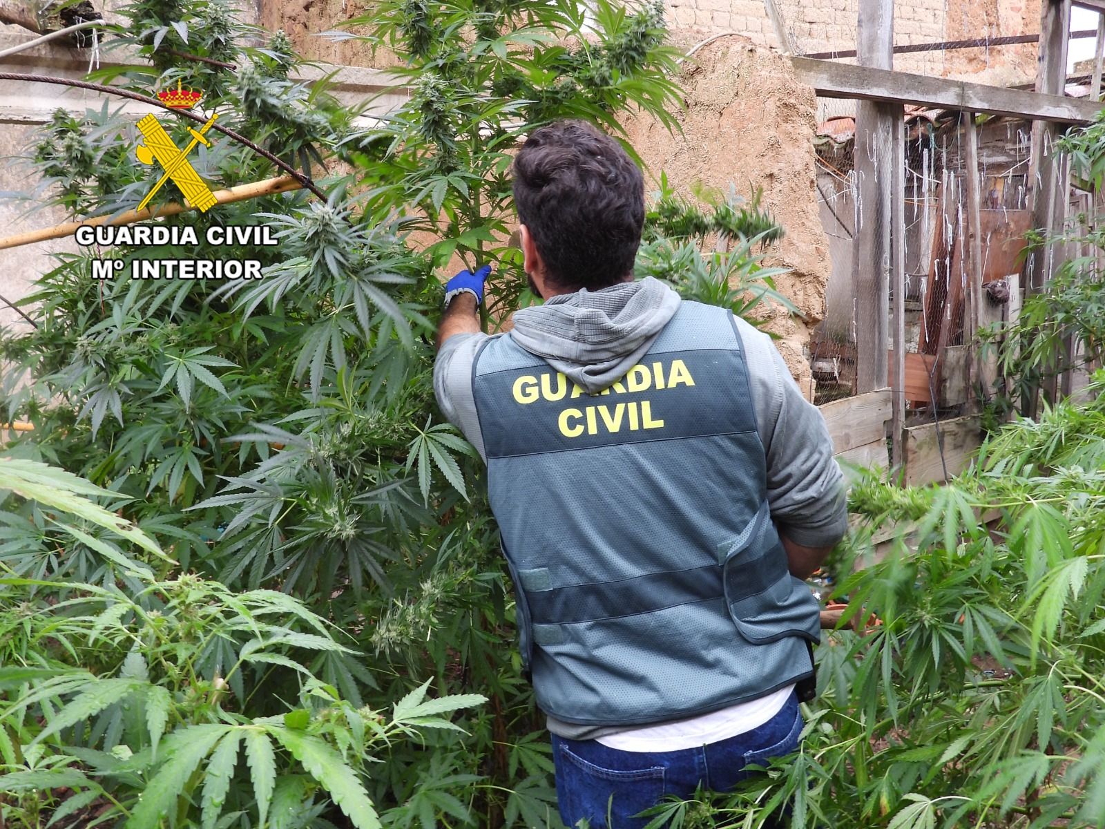 Marihuana incautada por la Guardia Civil en la operación. | GUARDIA CIVIL