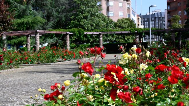 Las rosaledas que son refugio para urracas, palomas, pardales y mirlos. SAÚL ARÉN Las rosaledas que son refugio para urracas, palomas, pardales y mirlos. SAÚL ARÉN