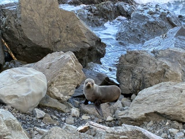 Una foca en las costas de Kaikoura. | L.N.C. Una foca en las costas de Kaikoura. | L.N.C.