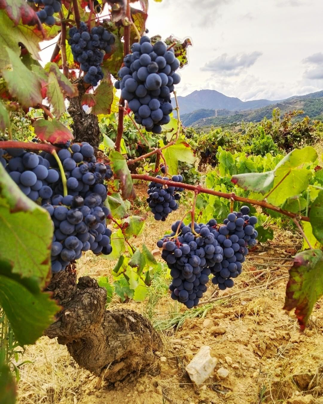 Corullón concentra ocho de los diez vinos tintos mejor valorados en el informe internacional Bierzo 2026 Top 100.