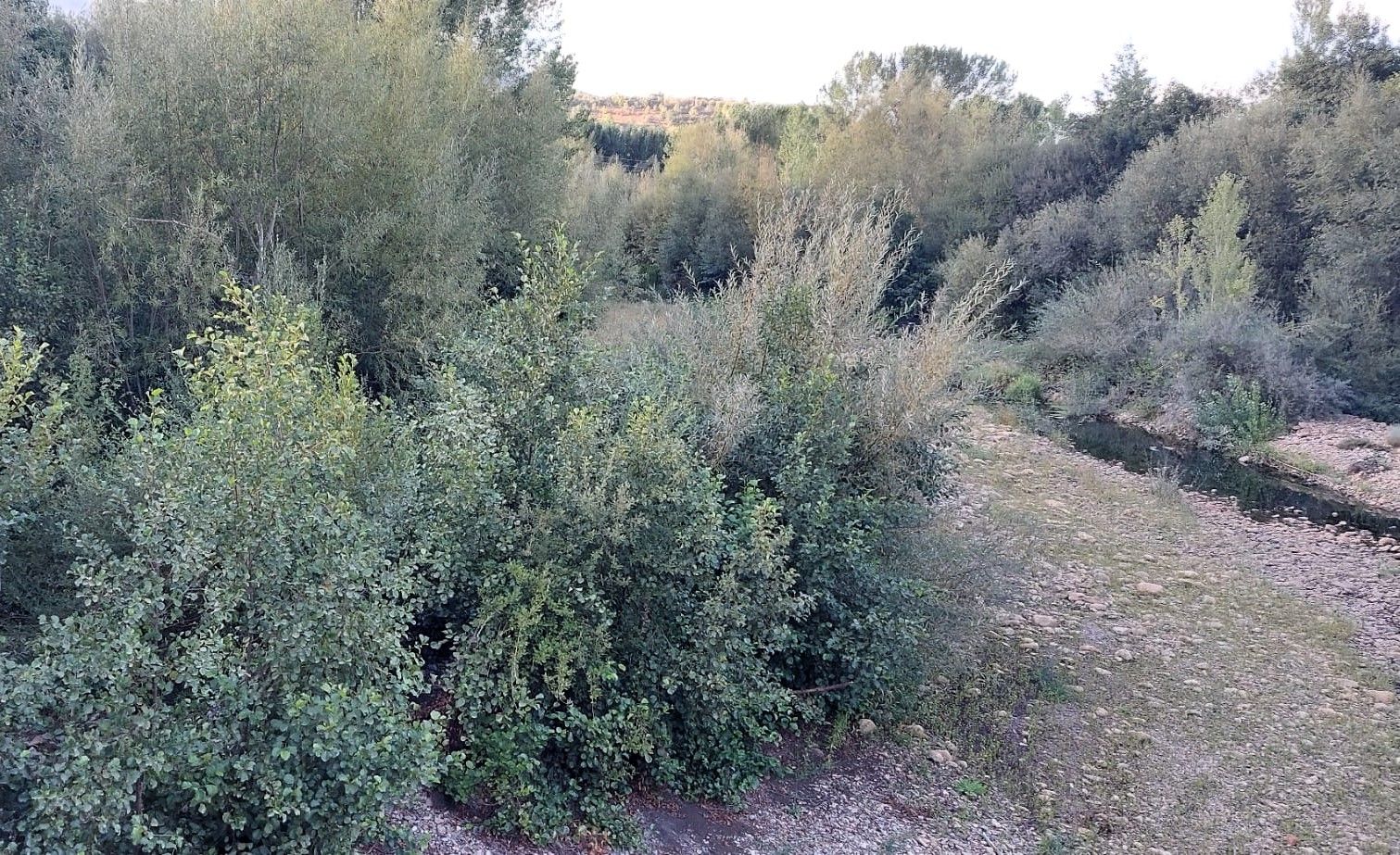 Tramo del Boeza a su paso por Villaverde de los Cestos.