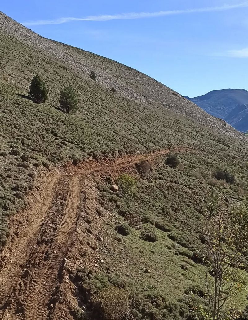 La denuncia de ha difundido en redes sociales y acompañada de fotografías y vídeos sobre la intervención forestal en el pinar de Piedrafita. BABIA TRAIL TRAIL FACEBOOK (4) La denuncia de ha difundido en redes sociales y acompañada de fotografías y vídeos sobre la intervención forestal en el pinar de Piedrafita. BABIA TRAIL TRAIL FACEBOOK (4)