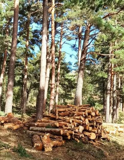 La denuncia de ha difundido en redes sociales y acompañada de fotografías y vídeos sobre la intervención forestal en el pinar de Piedrafita. BABIA TRAIL TRAIL FACEBOOK (3) La denuncia de ha difundido en redes sociales y acompañada de fotografías y vídeos sobre la intervención forestal en el pinar de Piedrafita. BABIA TRAIL TRAIL FACEBOOK (3)
