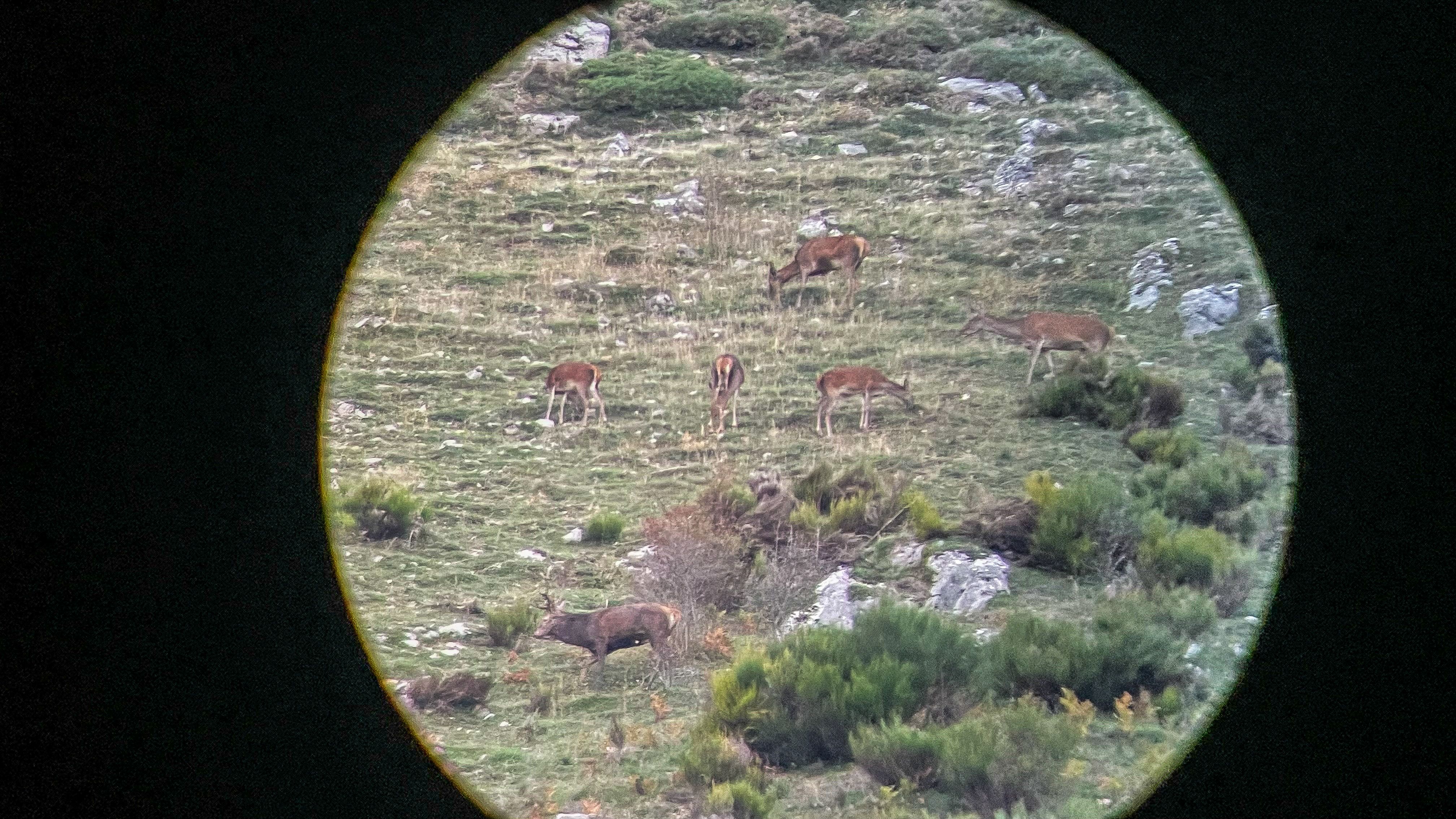 La berrea llega a su fin en las montañas de León