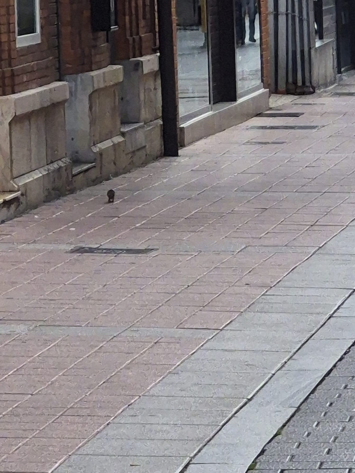 Imagen enviada por el PP para denunciar la presencia de roedores en el centro de León