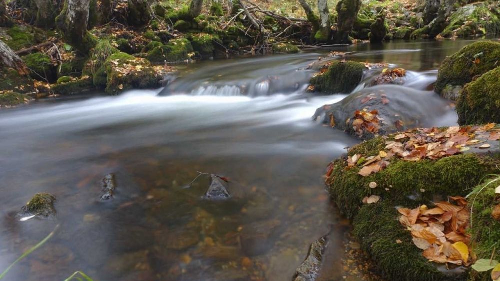 Hayedos, robledales, pinares y lagos convierten la naturaleza en uno de los grandes atractivos de Puebla de Lillo. Hayedos, robledales, pinares y lagos convierten la naturaleza en uno de los grandes atractivos de Puebla de Lillo.