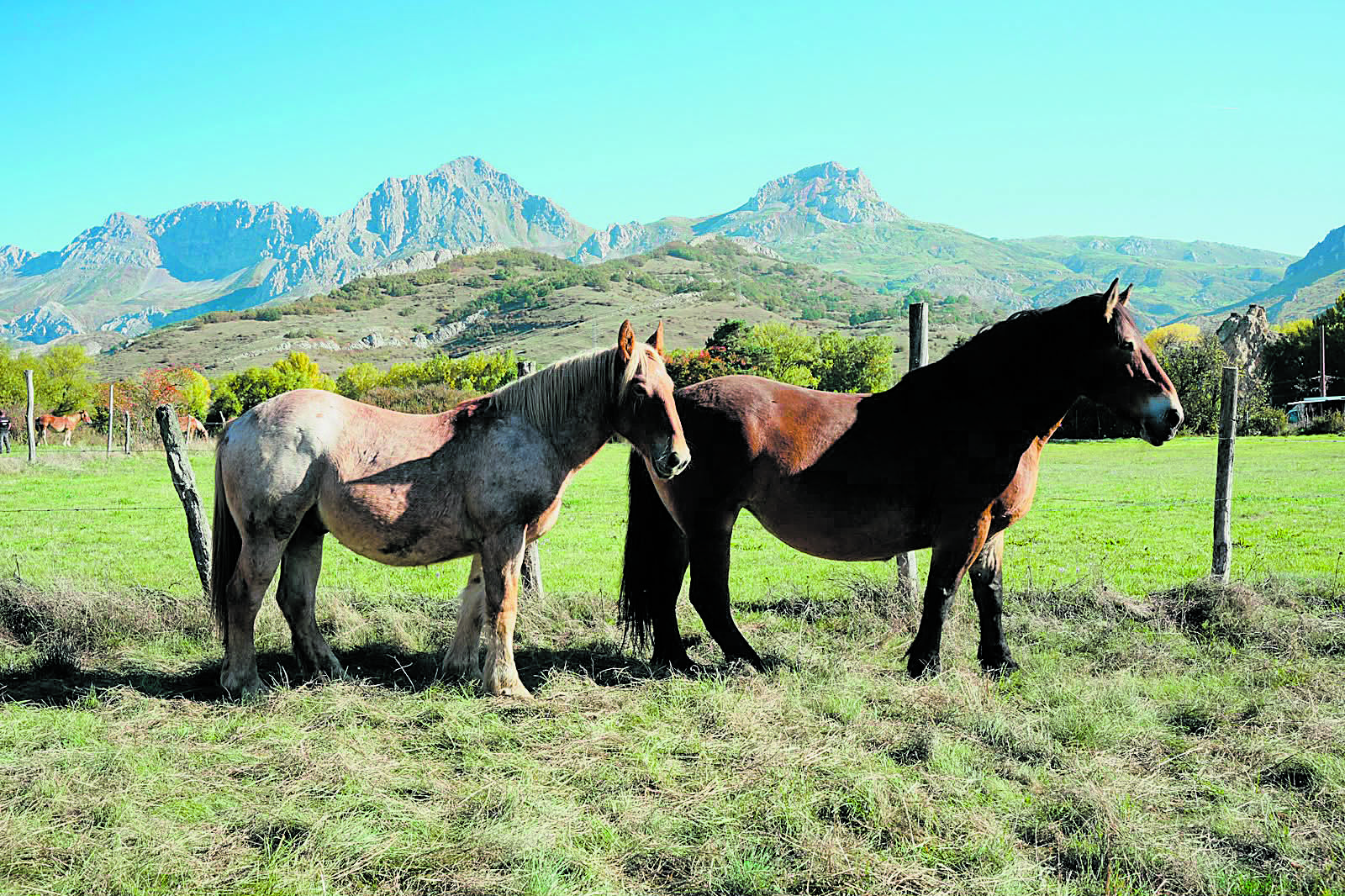 Del patrimonio rural a la gastronomía del potro Hispano Bretón, ofrece distintas formas de descubrir la esencia de Babia. Del patrimonio rural a la gastronomía del potro Hispano Bretón, ofrece distintas formas de descubrir la esencia de Babia.