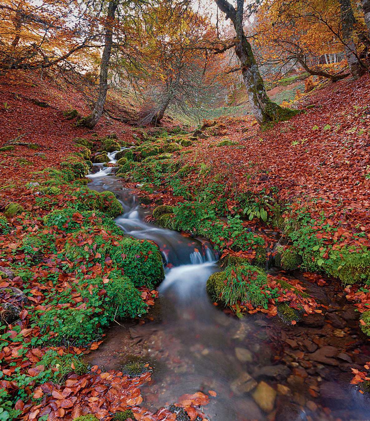 El otoño transforma Picos de Europa en un paisaje de contrastes. | TURISMO CASTILLA Y LEÓN El otoño transforma Picos de Europa en un paisaje de contrastes. | TURISMO CASTILLA Y LEÓN