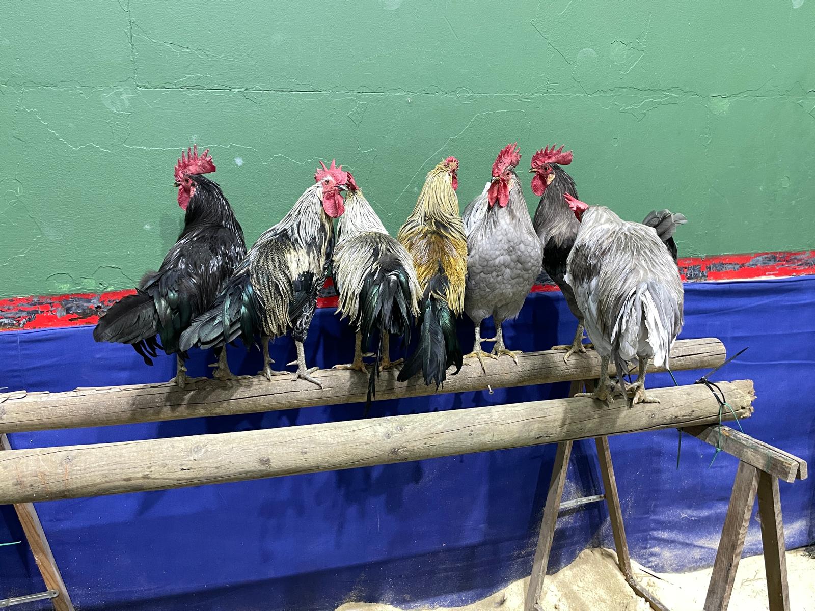 Feria de Caza, Pesca y Naturaleza de Valencia de Don Juan. | LAURA PASTORIZA