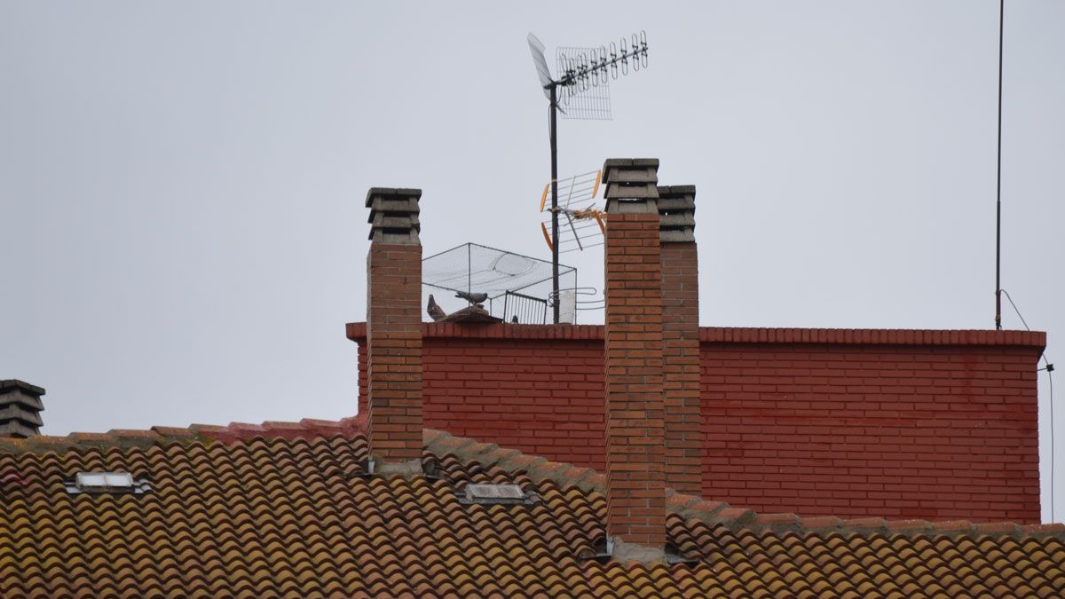 Una de las jaulas tramperas colocadas en Veguellina. | P. FERRERO