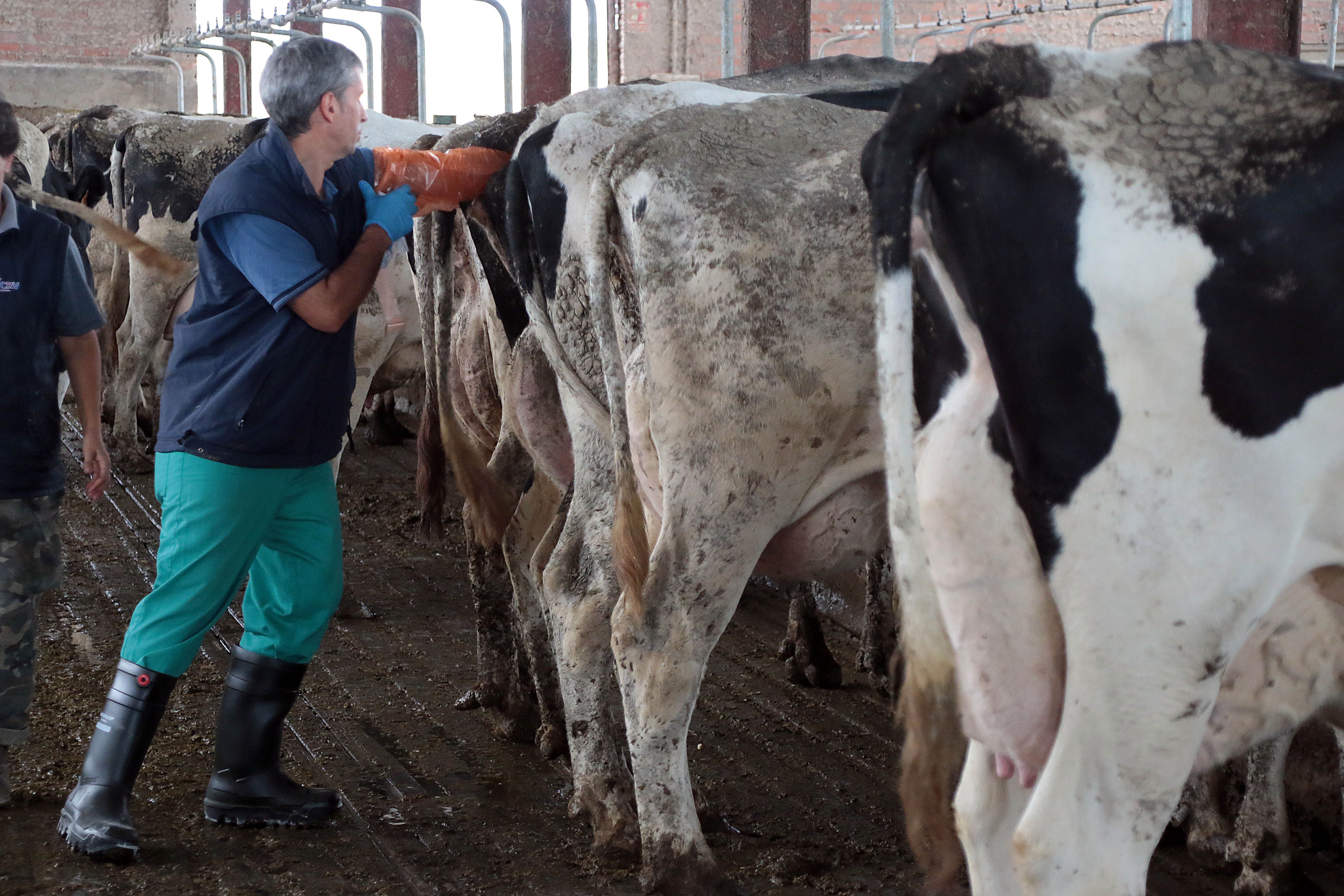 La falta de veterinarios de campo amenaza el futuro de la ganadería extensiva en la provincia de León. | PEIO GARCÍA (ICAL) La falta de veterinarios de campo amenaza el futuro de la ganadería extensiva en la provincia de León. | PEIO GARCÍA (ICAL)