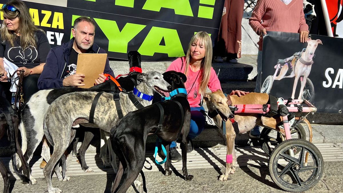 perros de caza León (2)